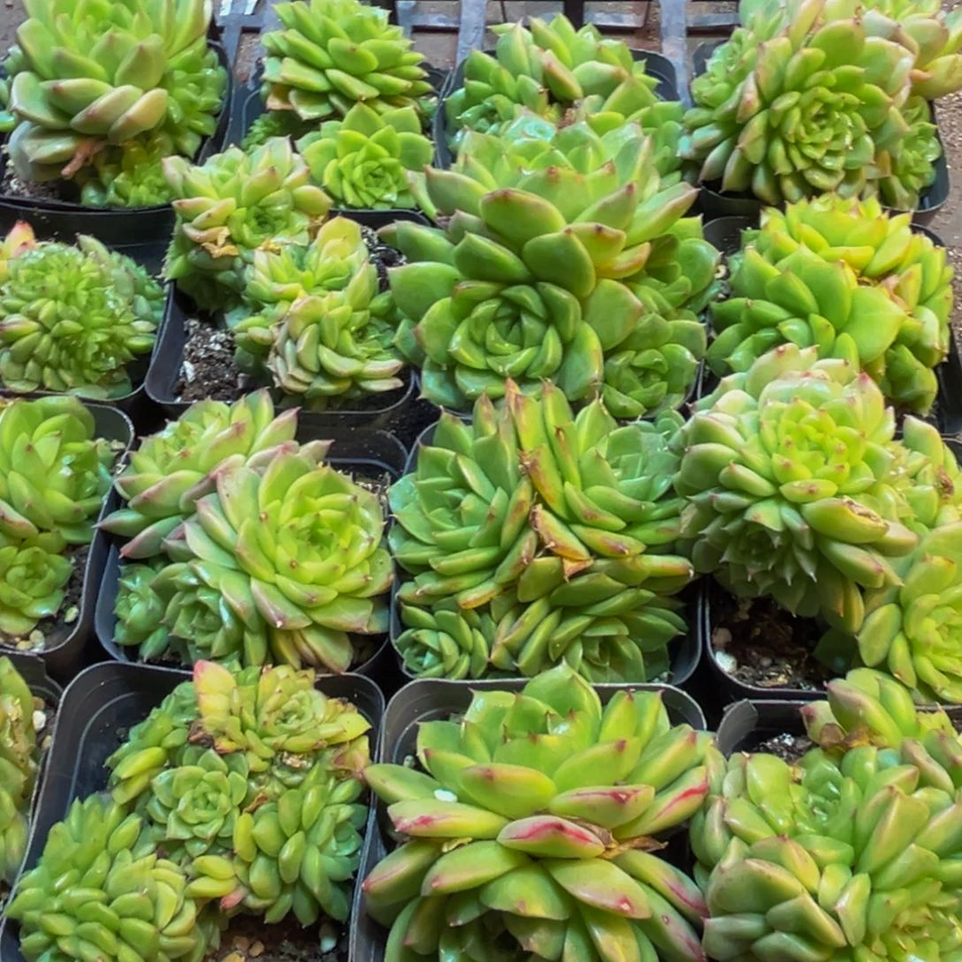 913分集剧情简介一个名叫