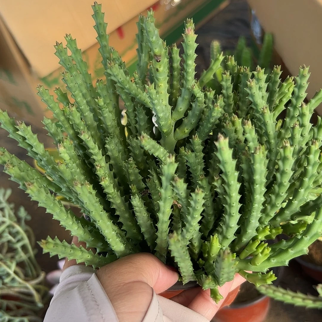 多肉植物多肉植物