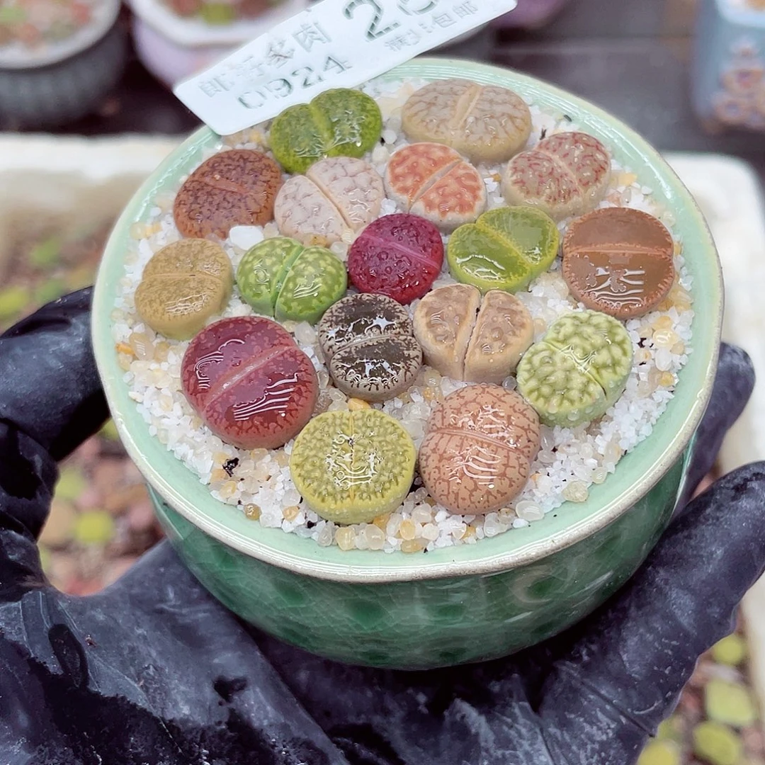 生石花18包邮0924-28