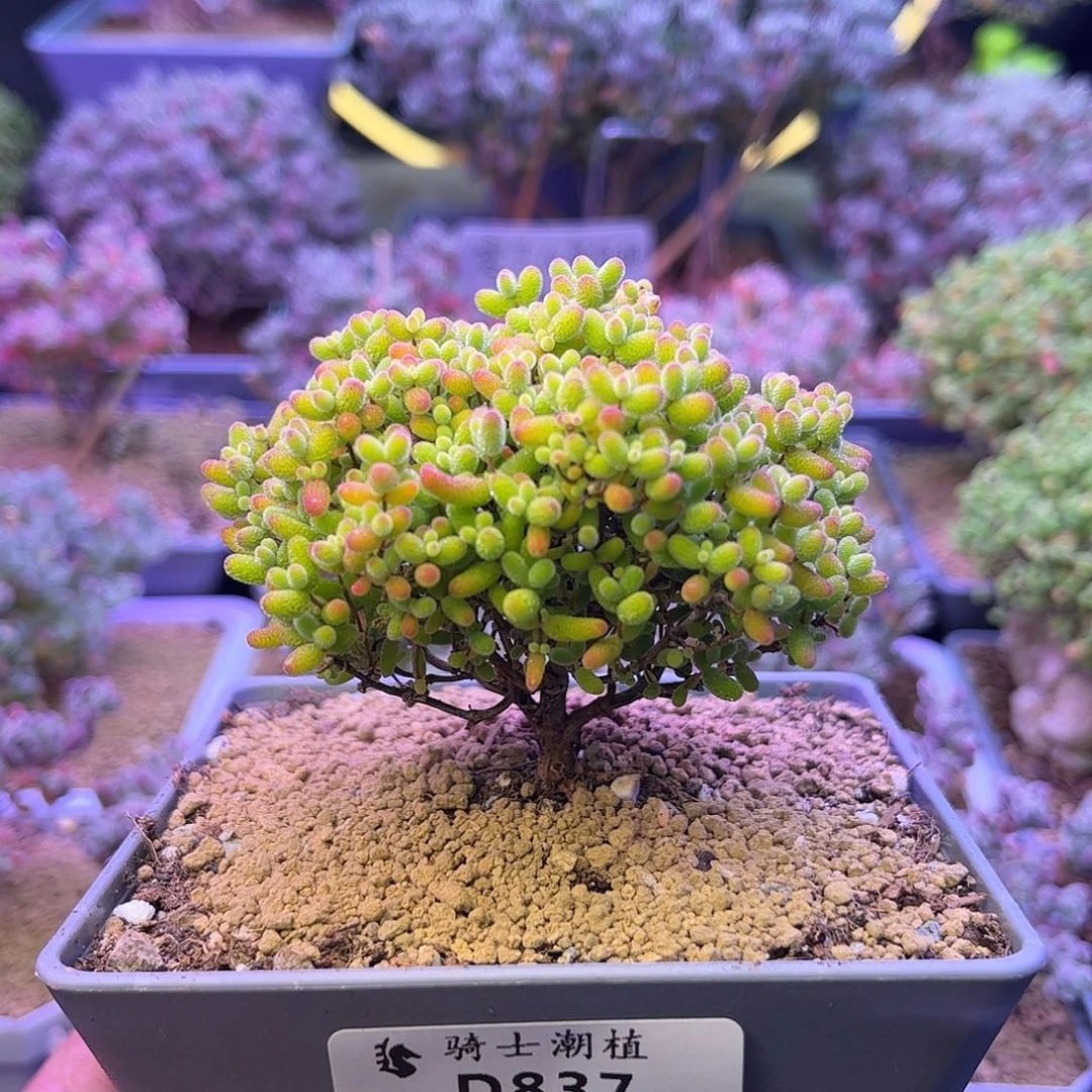 837蜜橘糖球枝干番杏