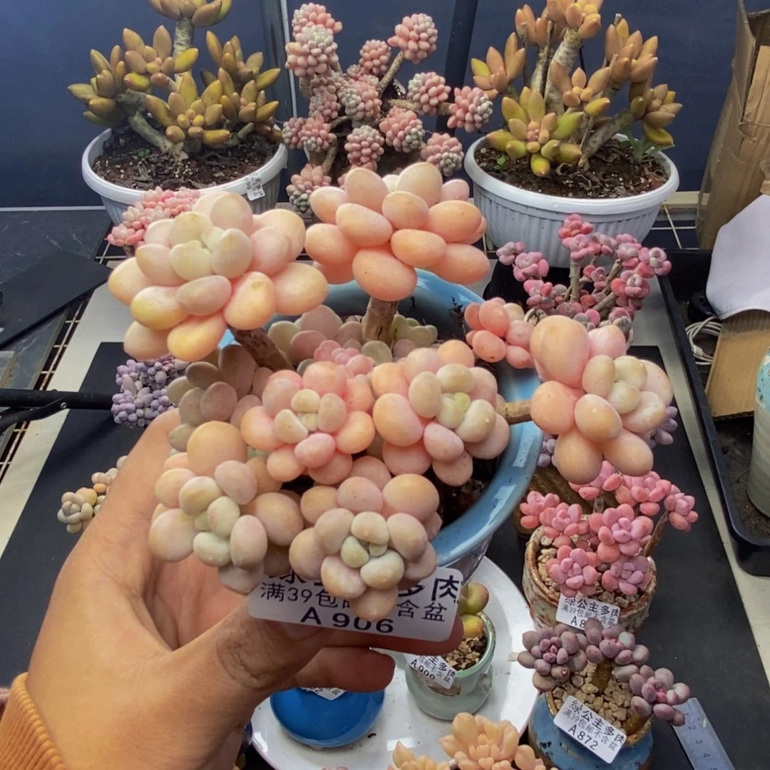906洛可可多肉7c m