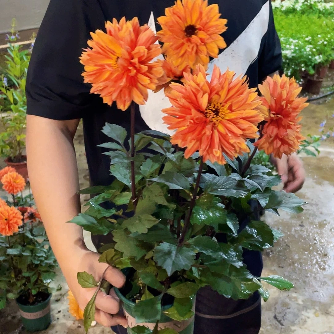 完全开放橘子汽水小丽花