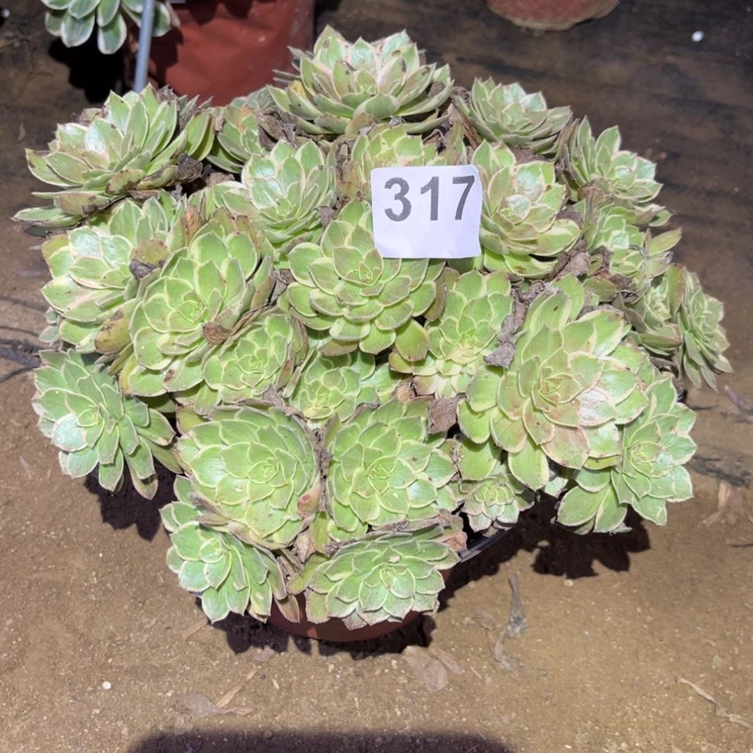 莲花多肉法师317号