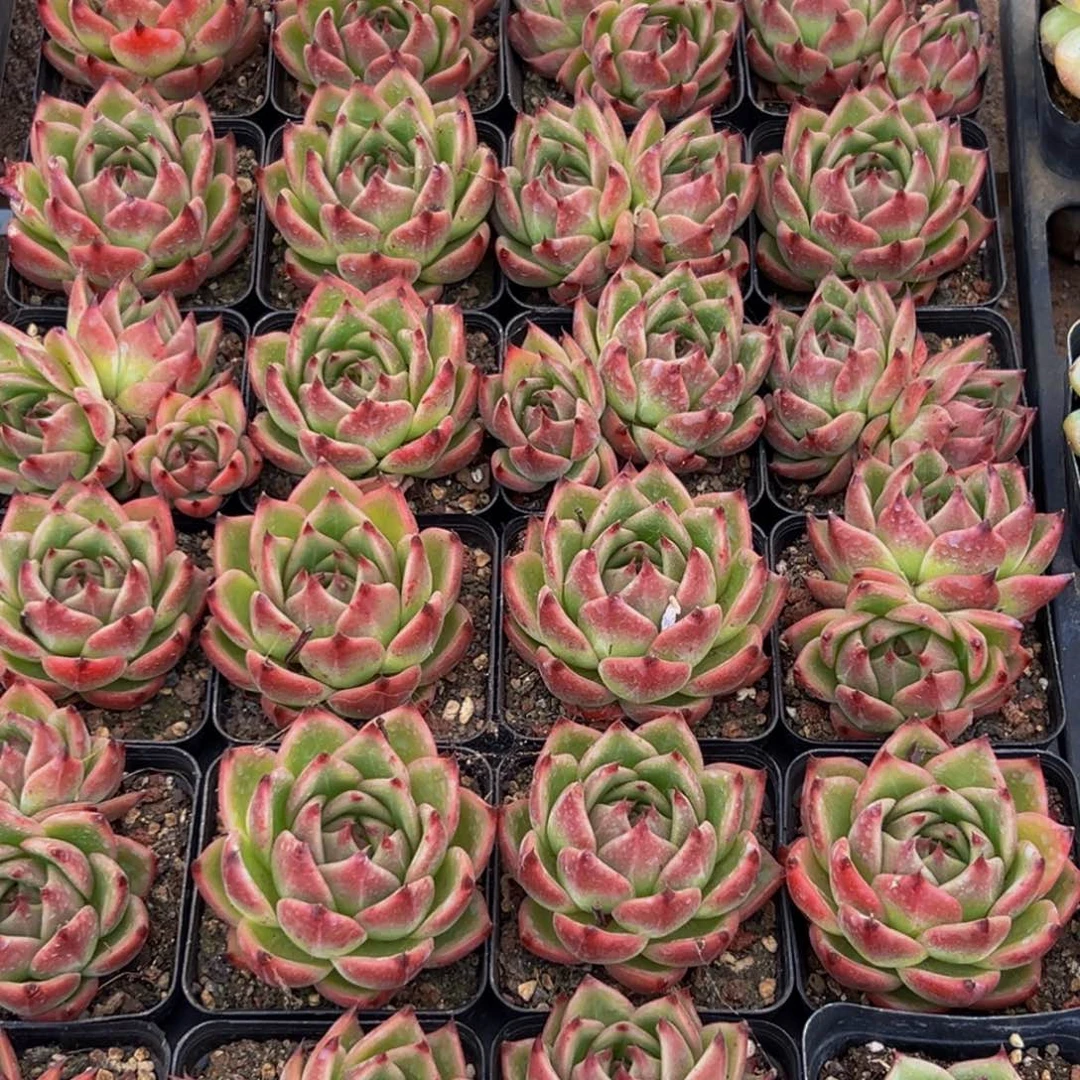 919的最后一天了啊我