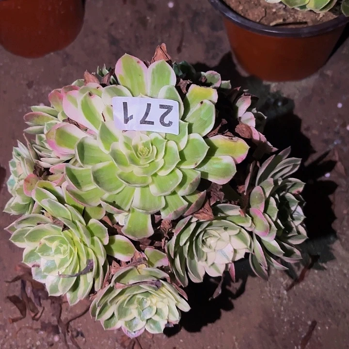 271海仙多肉植物不售后