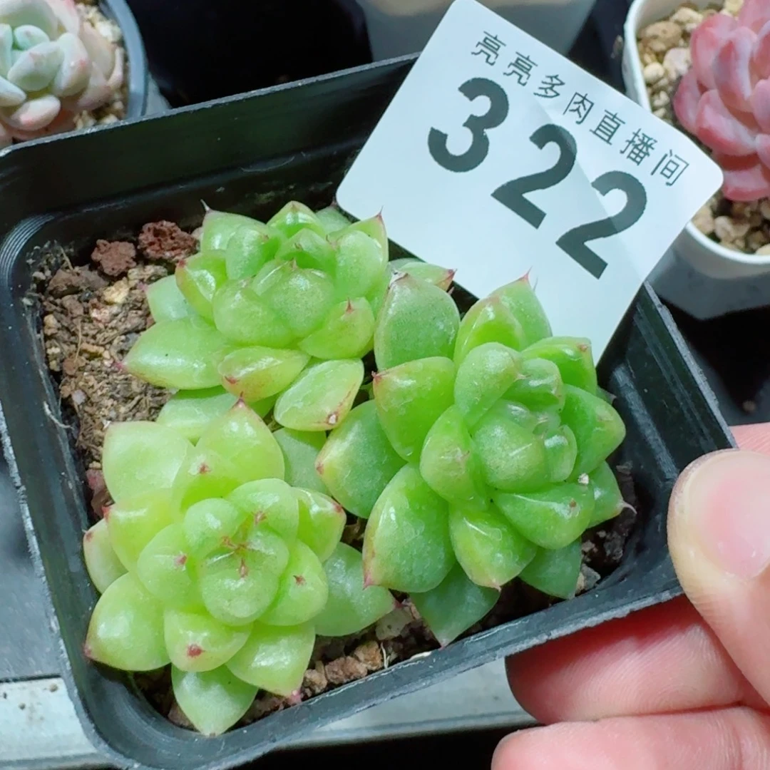 我***猫珠光珍妮            精美多肉植物