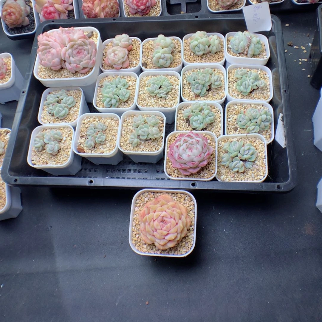 黑***妮多肉植物。 冰玉带盆土其他裸根