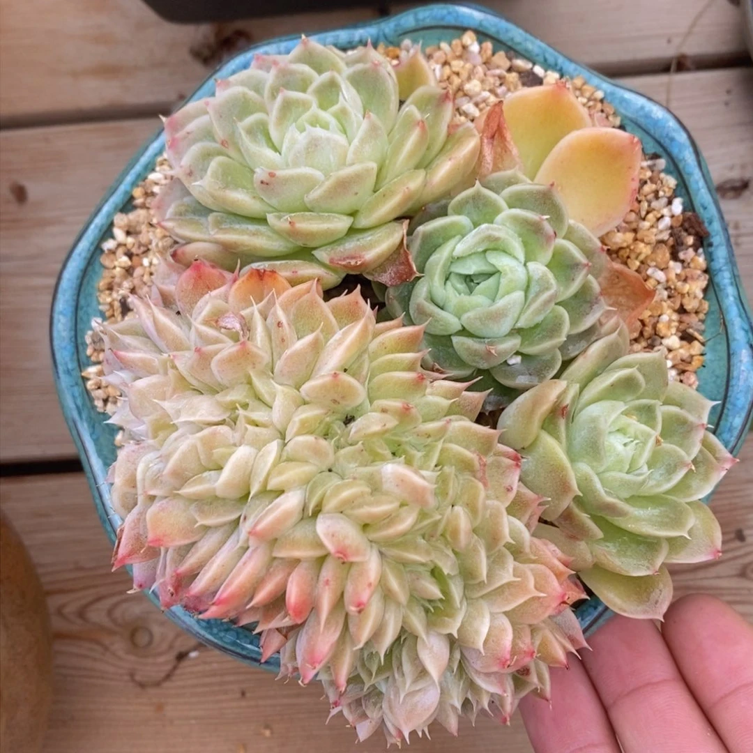 可问主播品种，下滑链接更多品种选择