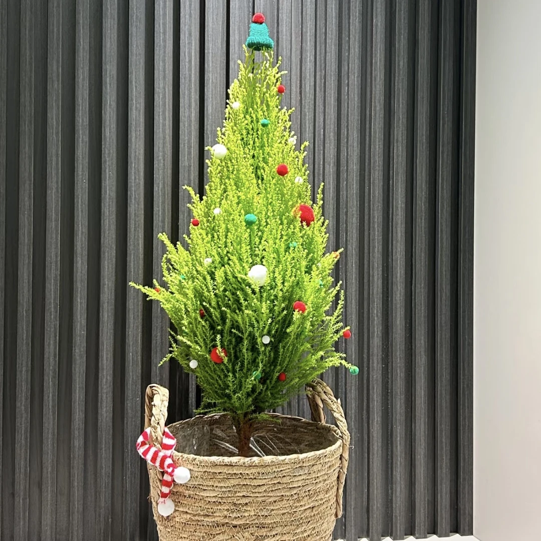 香松桌面款绿植盆栽多年生四季常青庭院阳台花境植物美观