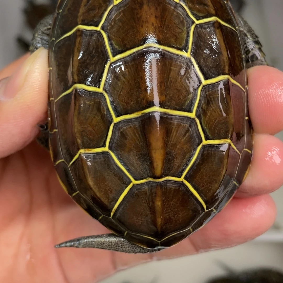 中华草龟公母搭配