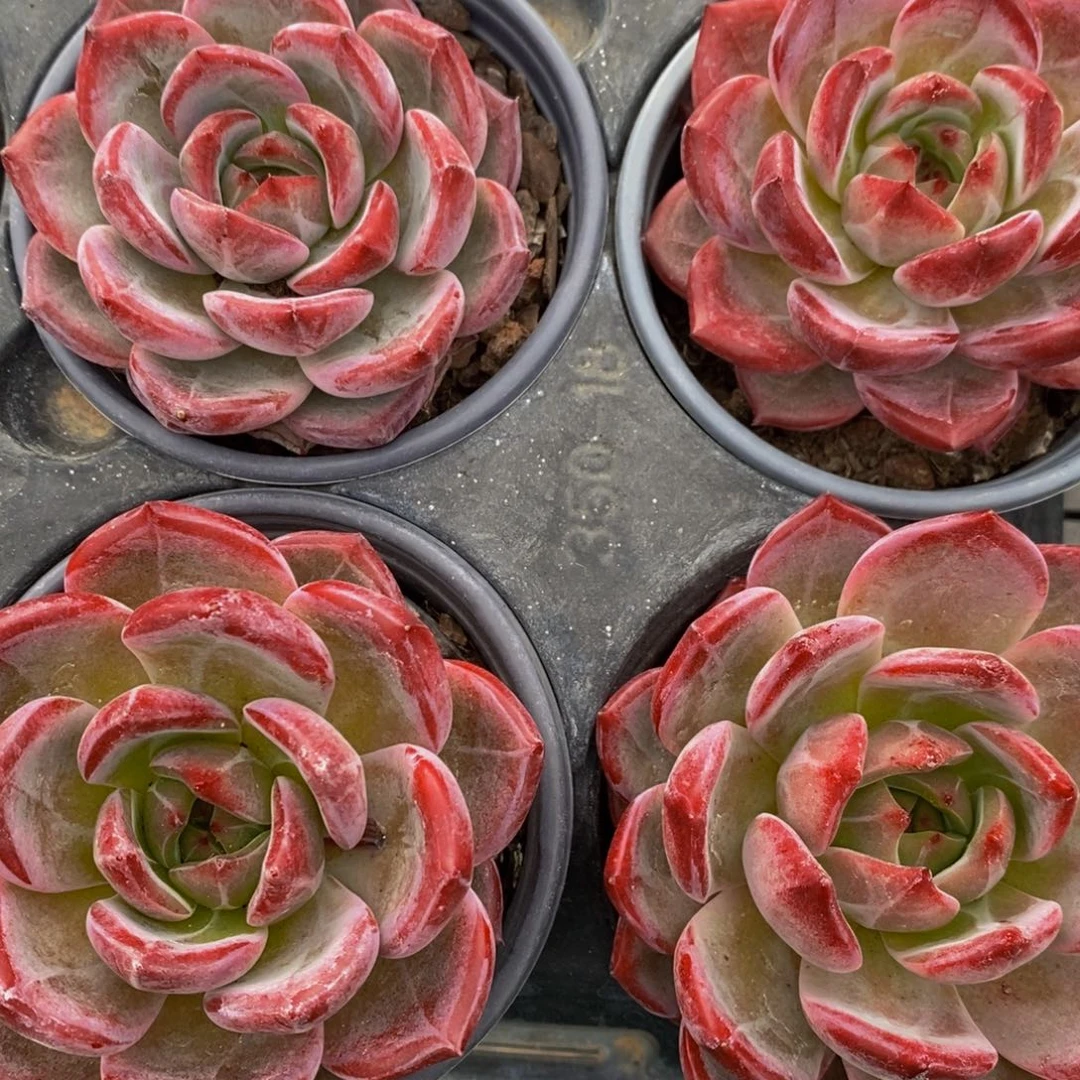 83-大母本夜魔侠单头一个