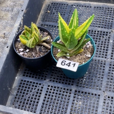 641卢菲锦一物一图如图