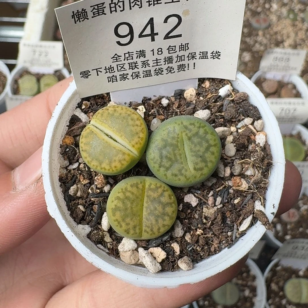 942 盆口5公分满18包邮