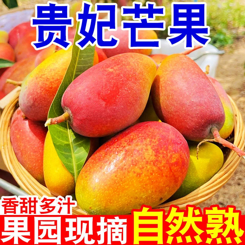 【催熟后食用】海南贵妃芒果5斤带箱香甜爆汁新鲜热带水果CC