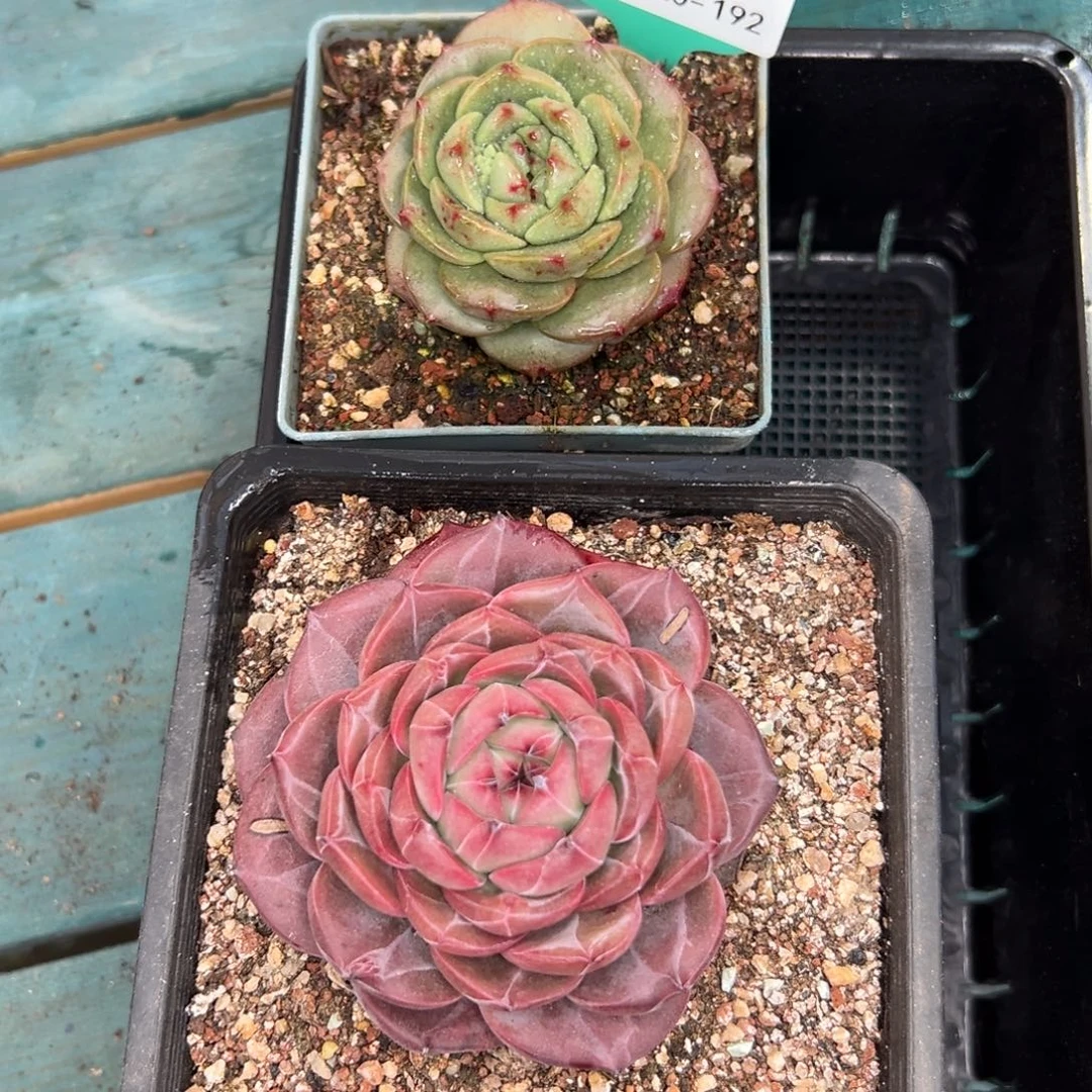 多肉一物一拍0120-192