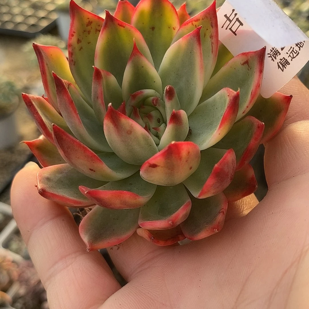 683桃花锦多肉植物哇啦塞