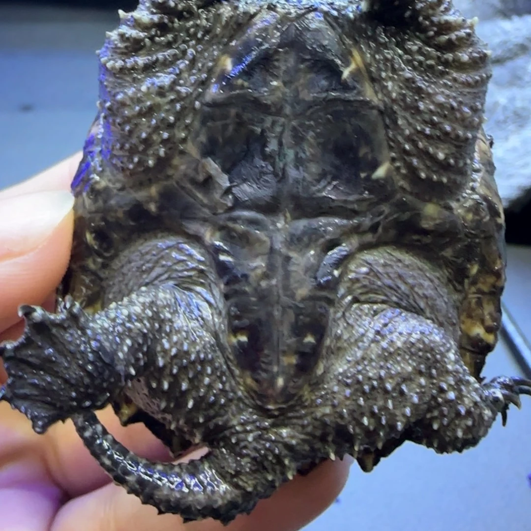 绿毛龟母5.8公分左右