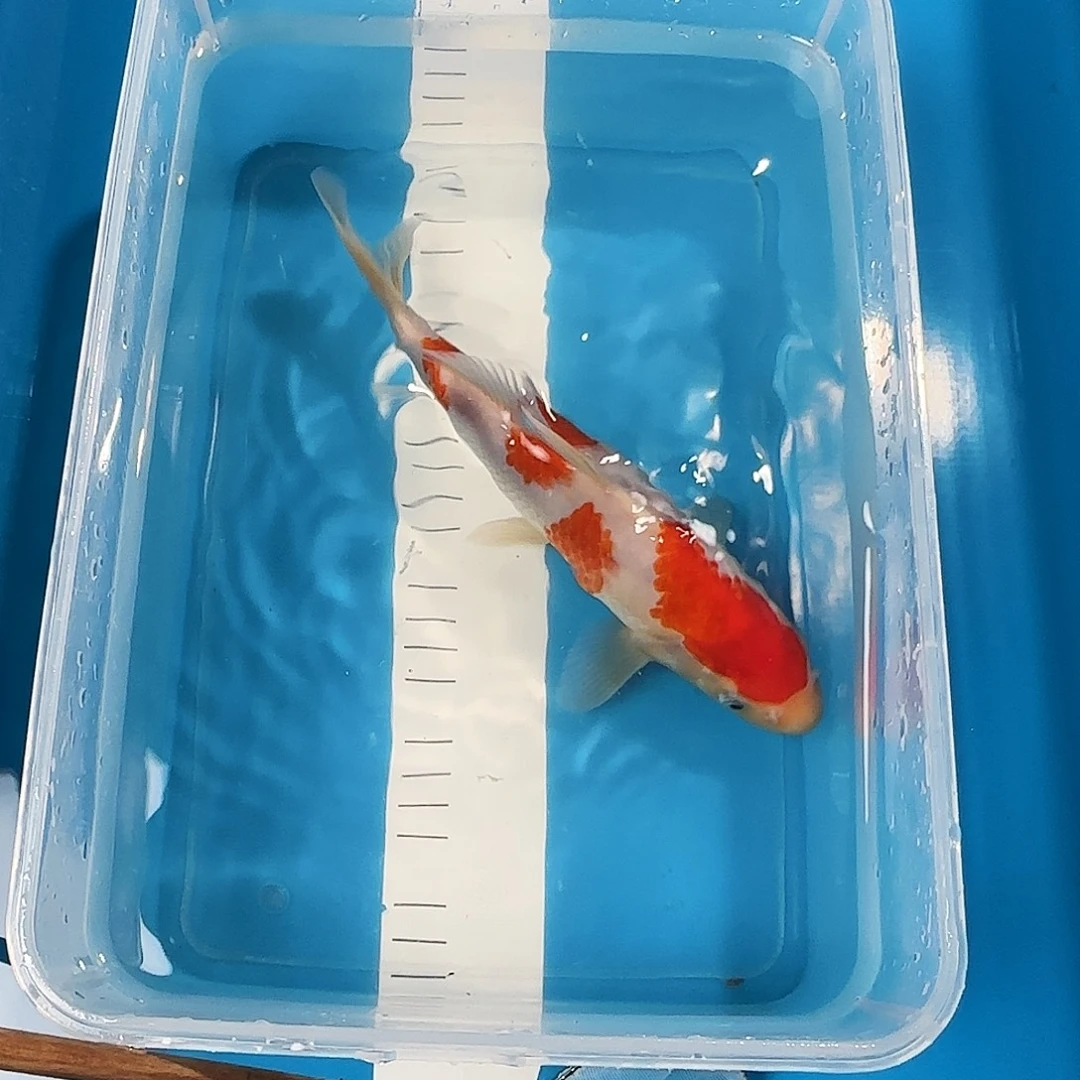 渔悦锦鲤三选红白一尾