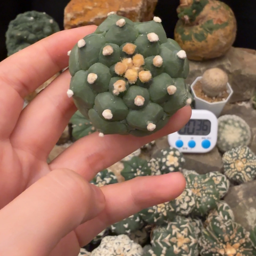 唉***呀角尤哈哈哈哈哈哈哈