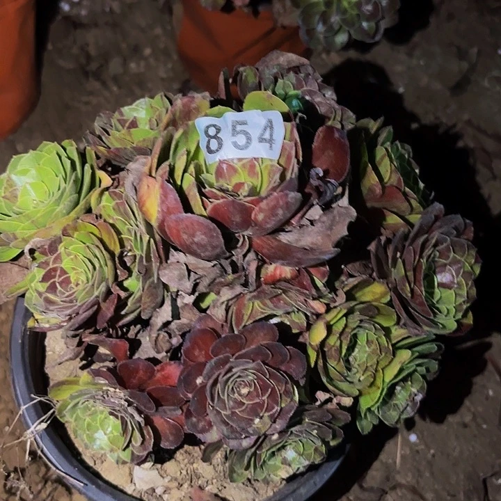 854花月夜多肉植物不售后