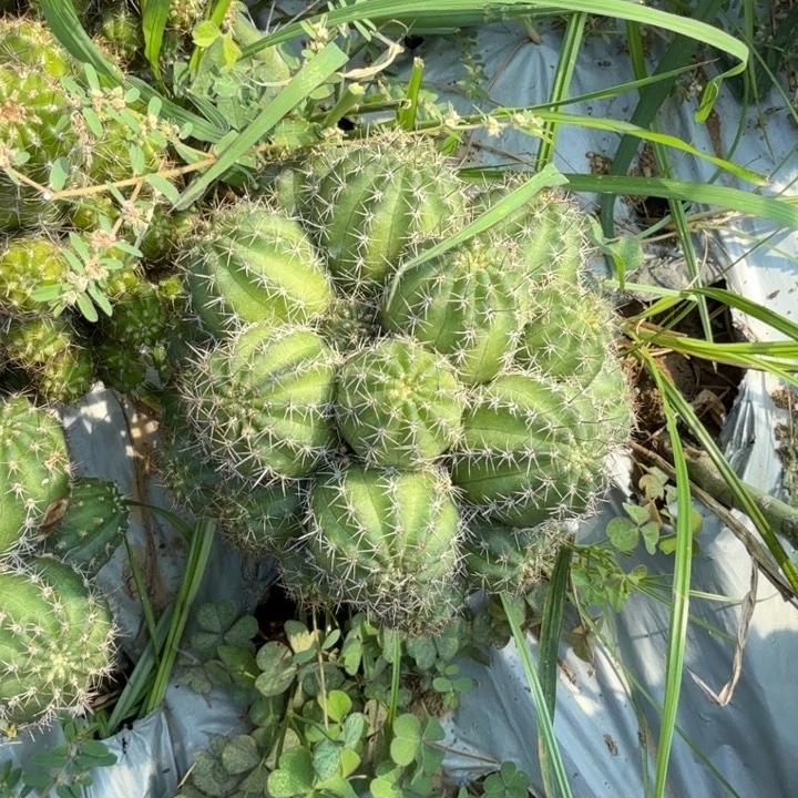 彩***巅矮胖白檀白檀一群172