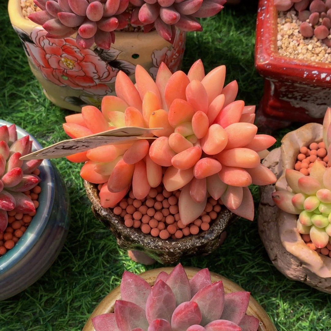 (***)套花园多肉植物及63633636