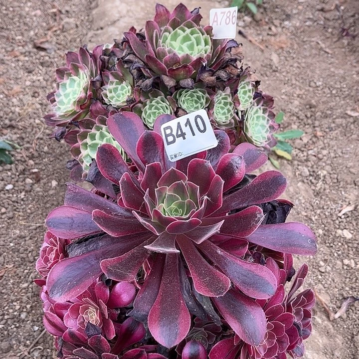 多肉植物海王美杜莎