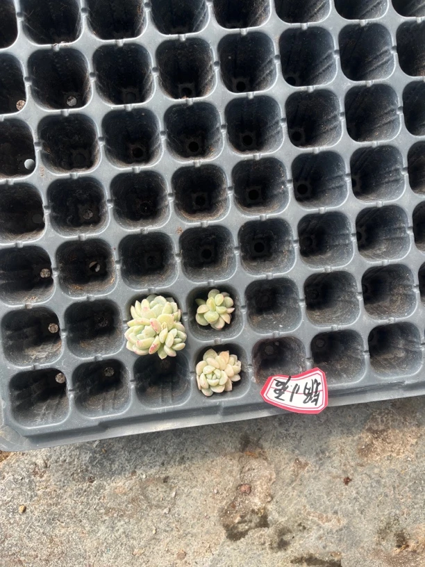 多肉植物一物一拍