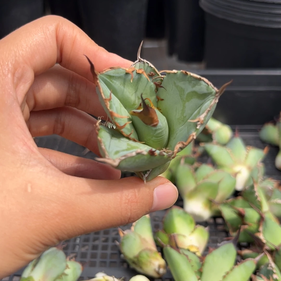 龙舌兰仁王冠芽子