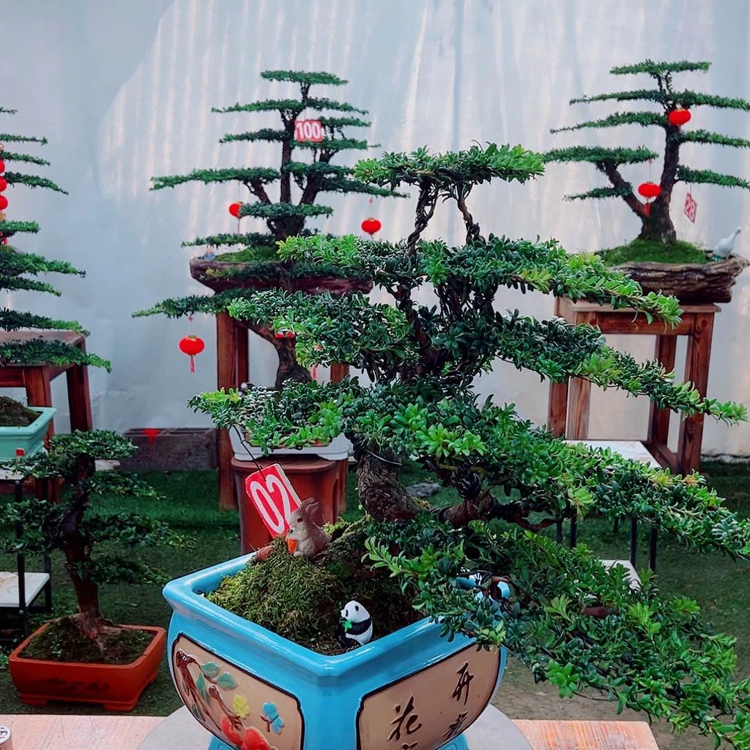 罗汉松小老桩红芽罗汉松