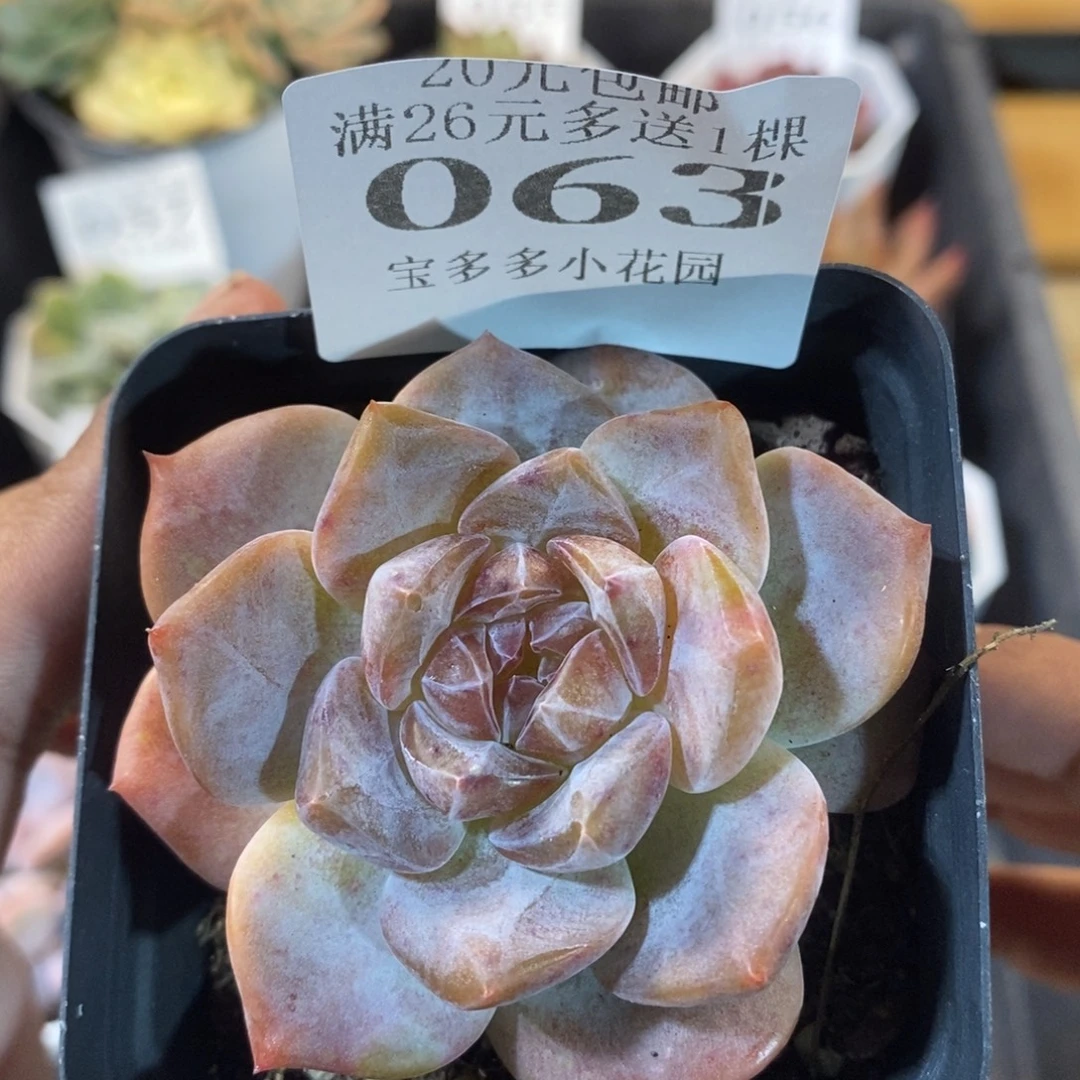 雪芙蓉一物一拍满20包邮满26送一颗多肉