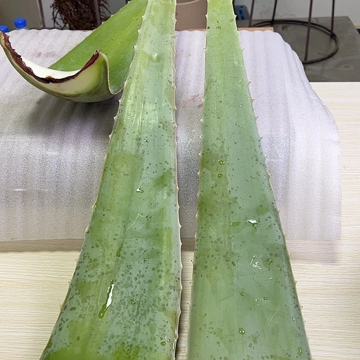 当前无花栽培后可以开花2片食用叶片