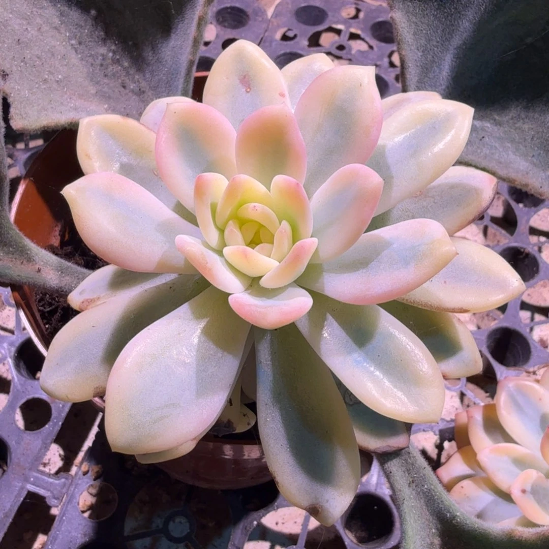 一颗大锦边橙梦露锦