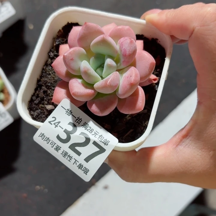花斑鹿多肉无盆土发货无