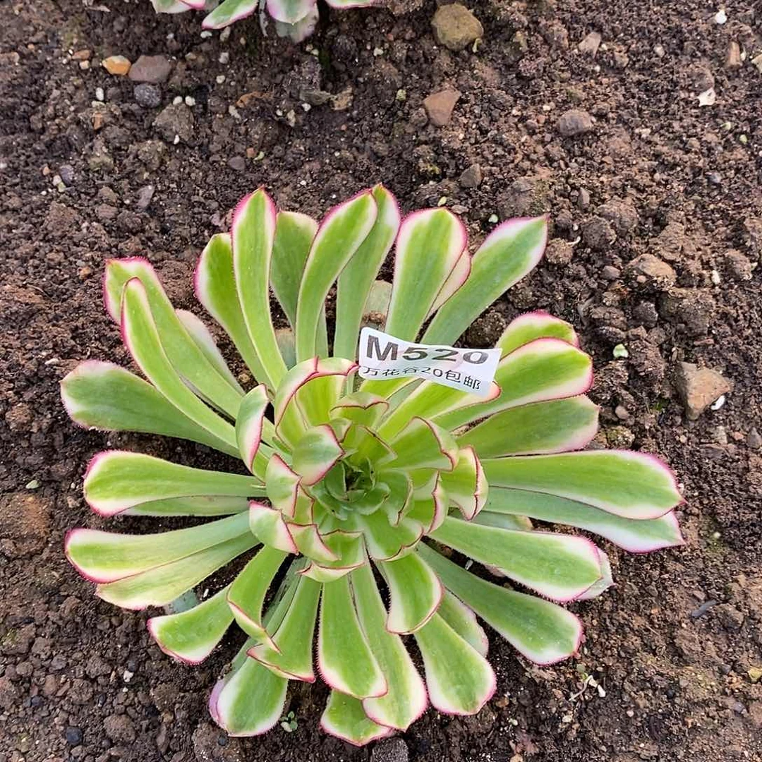 520白月光多肉植物