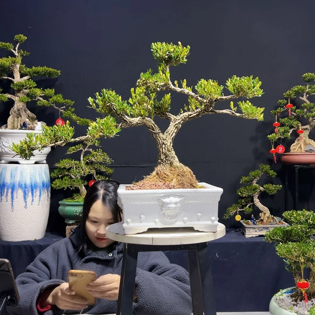 绿植广东皱皮黄杨木