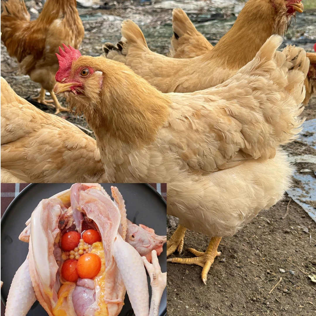 2只胡须母鸡 8斤以上  山林散养 皮脆肉滑 肉质鲜甜