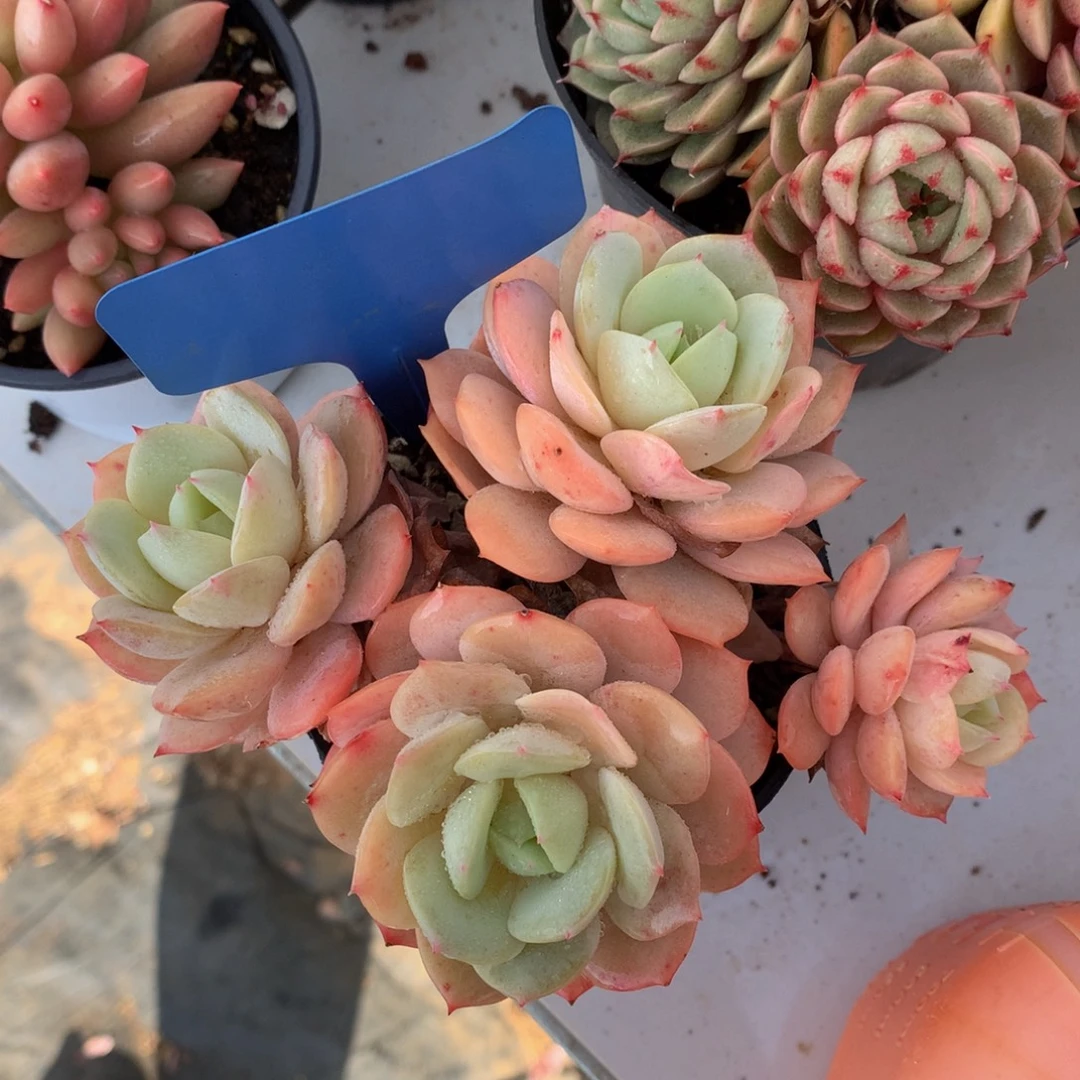 恋曲727272772727272