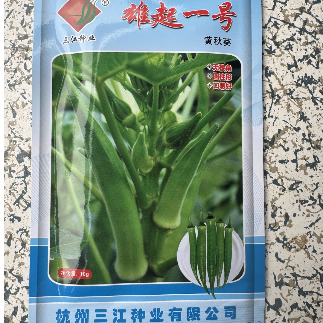 春秋种植雄起1号秋葵