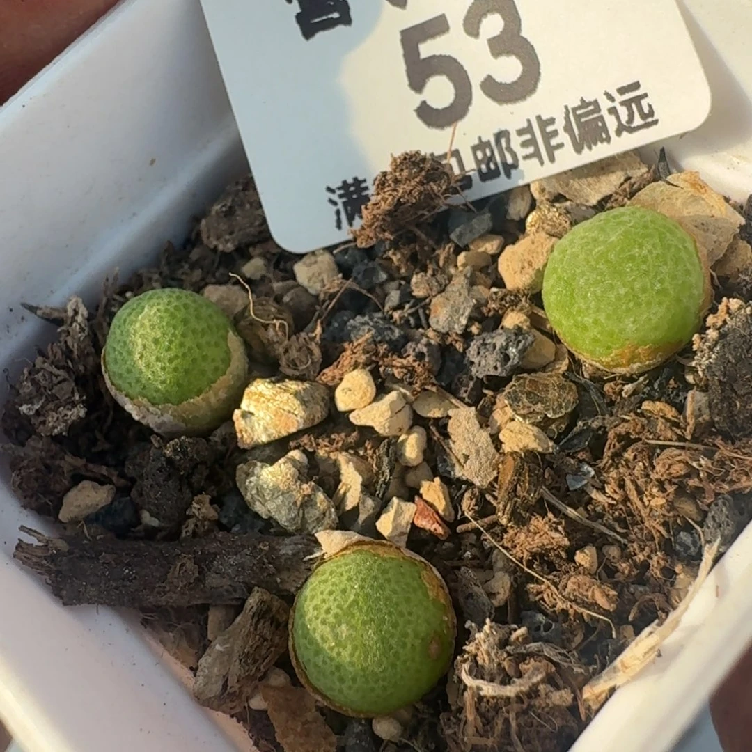 玉米带盆土。