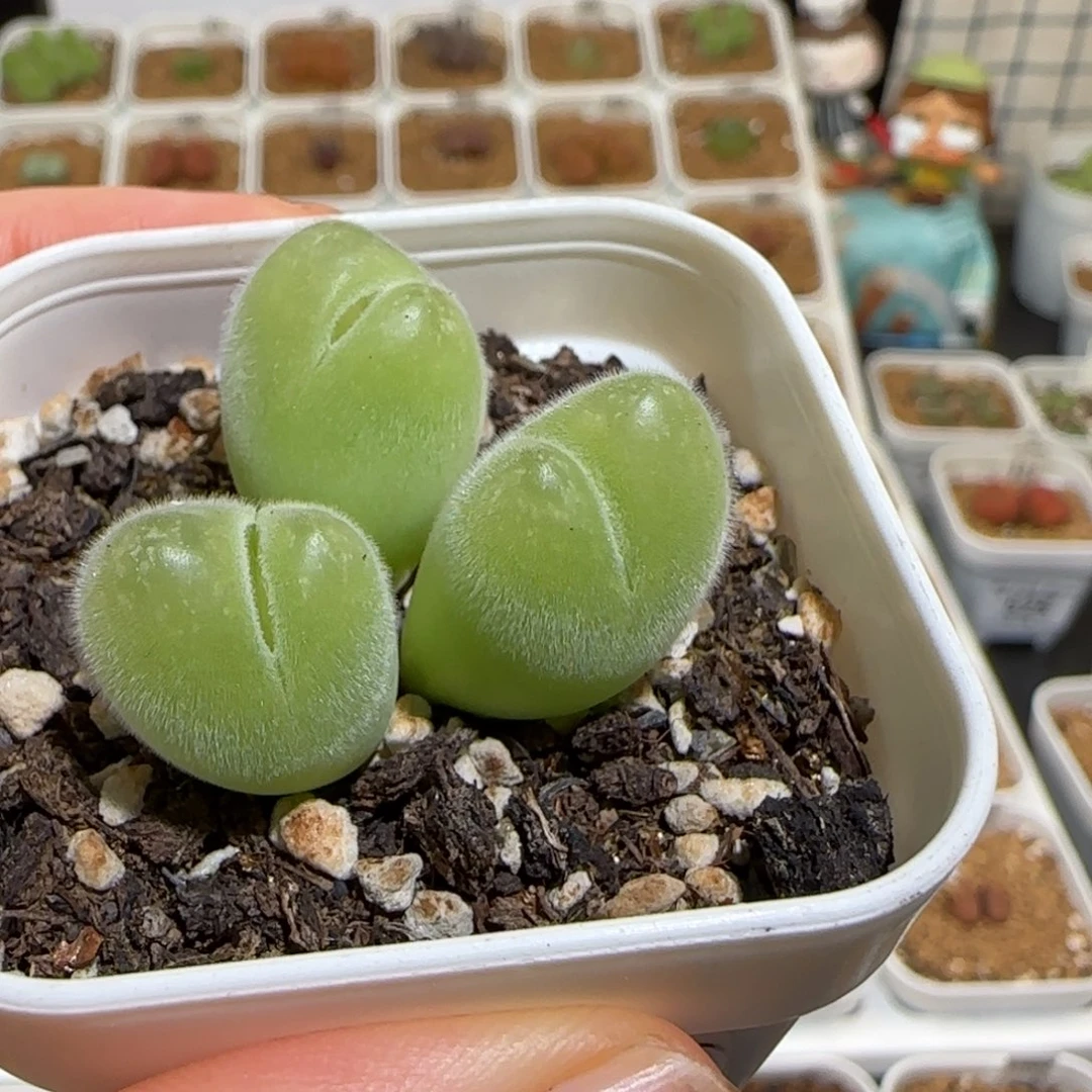 肉锥多肉植物组合-1110