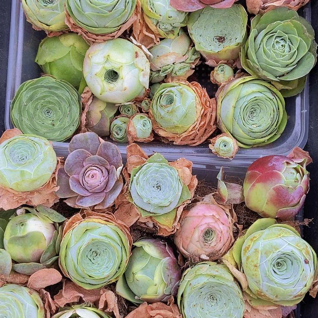 00000000002量拍保底30颗玫瑰