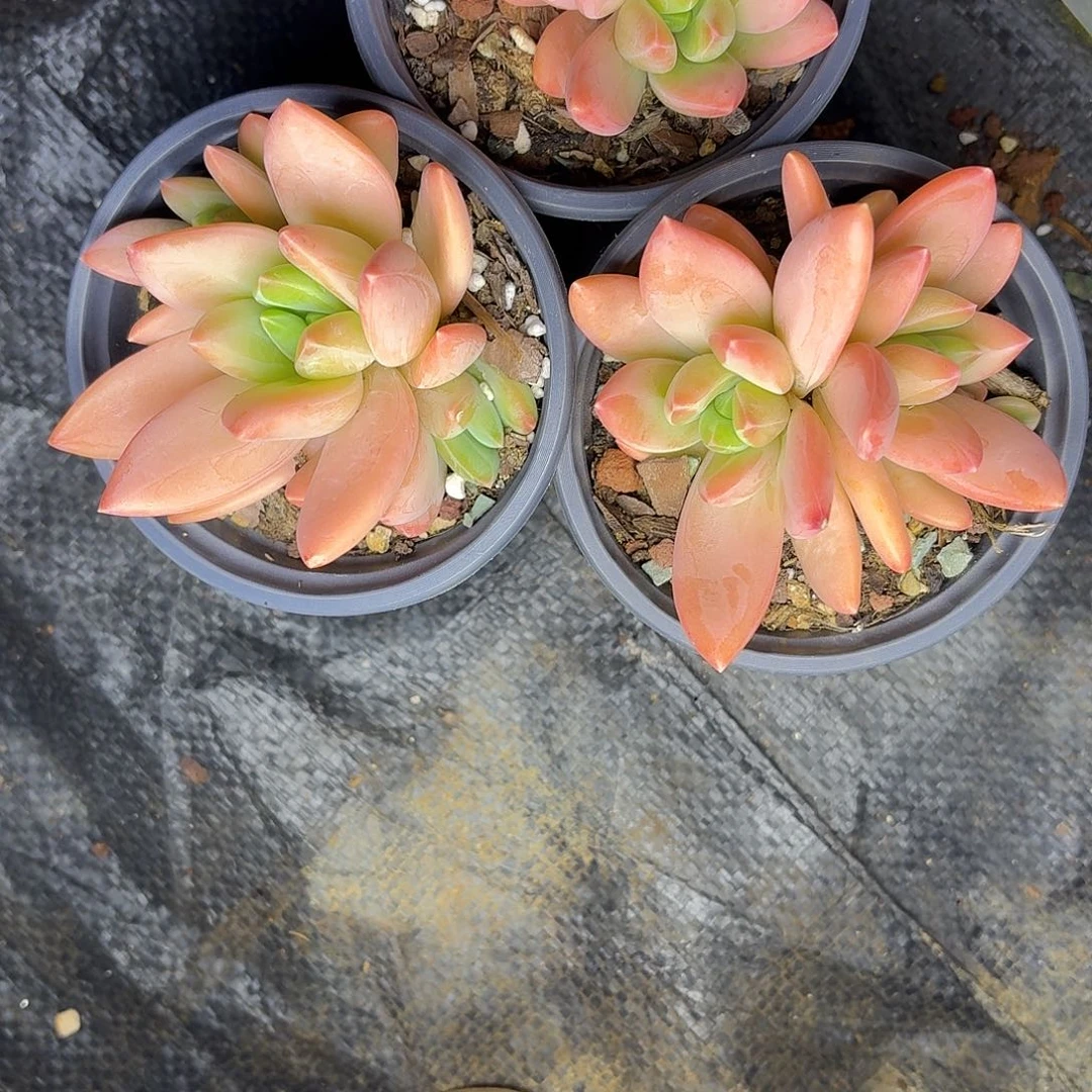 多肉植物海洋之歌