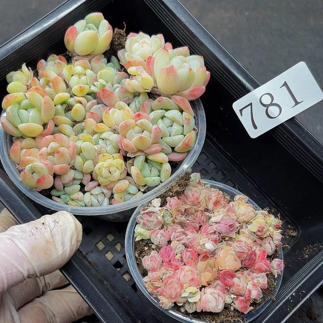 多肉植物多肉植物781