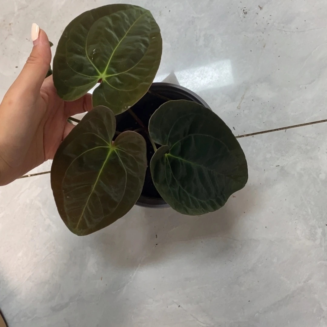不开花植物加通湖papi