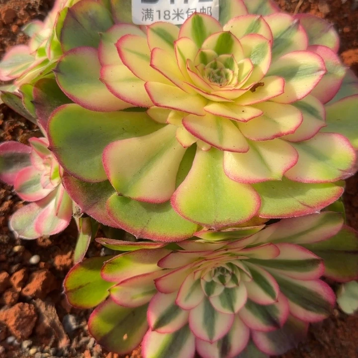 多肉法师倾城多多