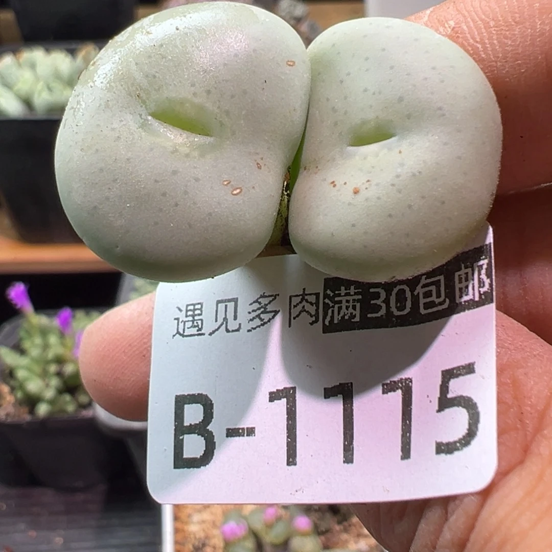 多肉植物1111111111111