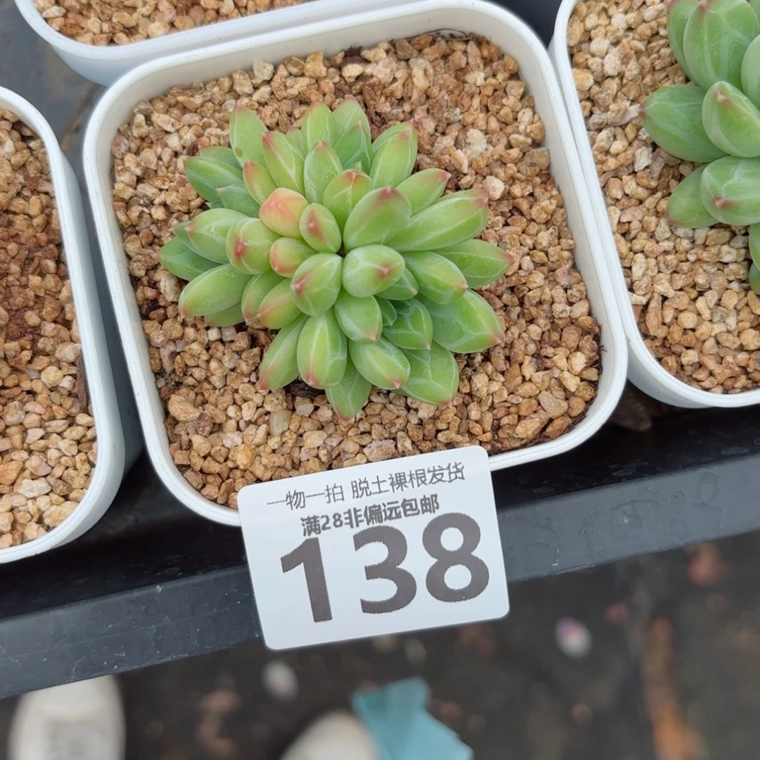 青花瓷无盆土发货