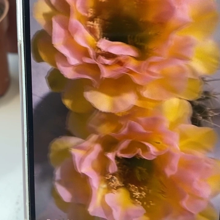 香香新2515侧芽2.5公分左右