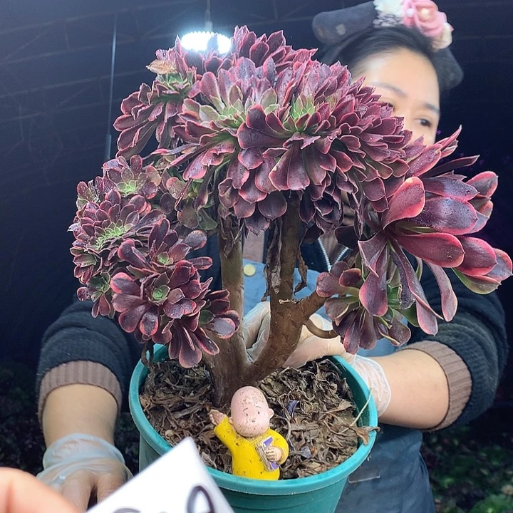 柒柒精品多肉脱土发货不包断侧枝S659